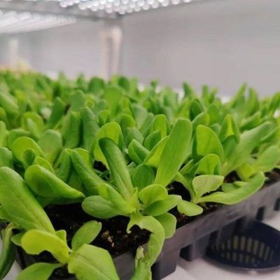 Serra per agricoltura verticale con innovazione idroponica in moneta statunitense