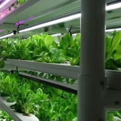 Serra per agricoltura verticale con innovazione idroponica in moneta statunitense