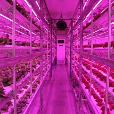 Serra per agricoltura verticale con innovazione idroponica in moneta statunitense