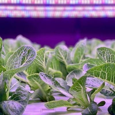 Serra per agricoltura verticale con innovazione idroponica in moneta statunitense