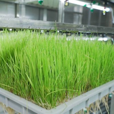 Container per agricoltura verticale