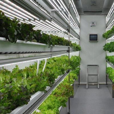 Container per agricoltura verticale