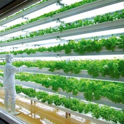Alte umidità Agricoltura verticale Serra idroponica per ortaggi