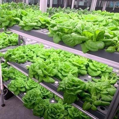 Alte umidità Agricoltura verticale Serra idroponica per ortaggi