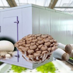 Alte umidità Agricoltura verticale Serra idroponica per ortaggi