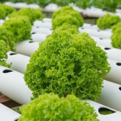 Serre a contenitori multi-span per i vantaggi del sistema idroponico e dell'agricoltura verticale