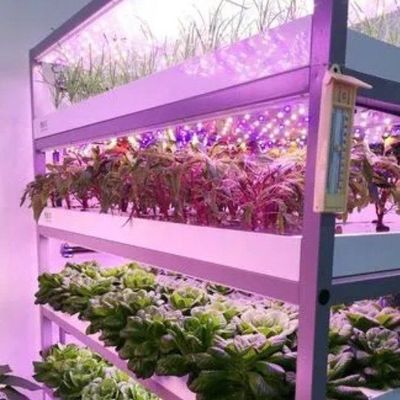 Serre a contenitori multi-span per i vantaggi del sistema idroponico e dell'agricoltura verticale