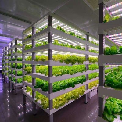Serre a contenitori multi-span per i vantaggi del sistema idroponico e dell'agricoltura verticale