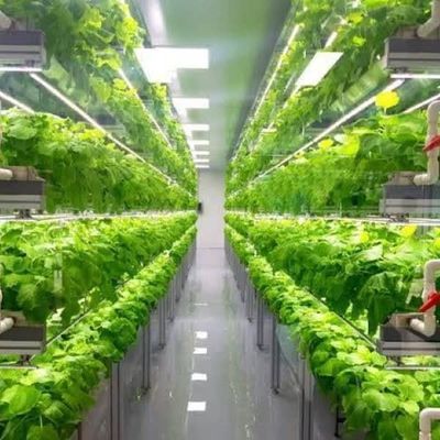 Serre a contenitori multi-span per i vantaggi del sistema idroponico e dell'agricoltura verticale