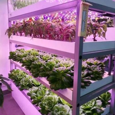 Serre a contenitori multi-span per i vantaggi del sistema idroponico e dell'agricoltura verticale