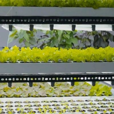 Personalizzazione JX-CG-125 Contenitore agricolo verticale Serra con sistema idroponico