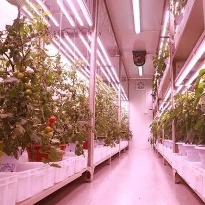 Personalizzazione JX-CG-125 Contenitore agricolo verticale Serra con sistema idroponico