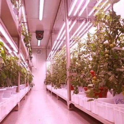 Container di trasporto agricoltura verticale serra commerciale con innovazione idroponica