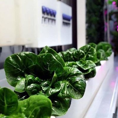 Container di trasporto agricoltura verticale serra commerciale con innovazione idroponica