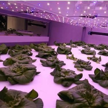 Container di trasporto agricoltura verticale serra commerciale con innovazione idroponica