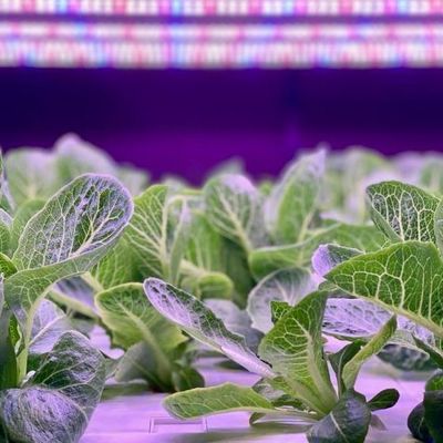 Container di trasporto agricoltura verticale serra commerciale con innovazione idroponica
