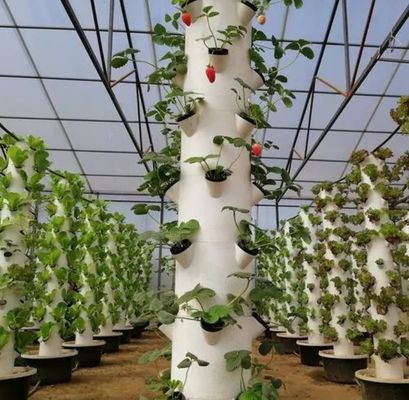 Contenitore agricolo verticale serra in 40HQ Reefer con contenitore idroponico