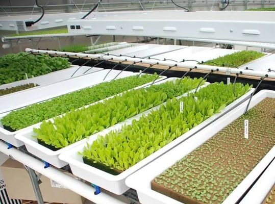 Contenitore agricolo verticale serra in 40HQ Reefer con contenitore idroponico