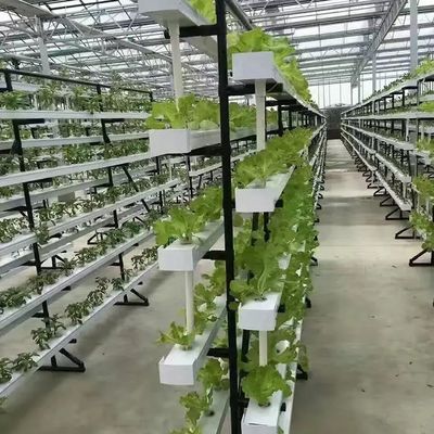 Contenitore agricolo verticale serra in 40HQ Reefer con contenitore idroponico