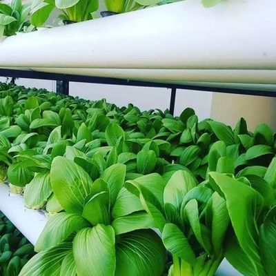 Contenitore agricolo verticale serra in 40HQ Reefer con contenitore idroponico