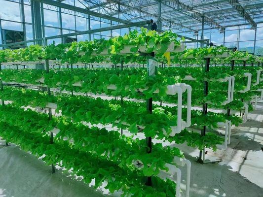 Contenitore agricolo verticale serra in 40HQ Reefer con contenitore idroponico