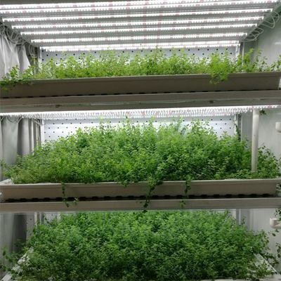 Coperta in acciaio Contenitore per agricoltura idroponica verticale Serra con tecnologia avanzata