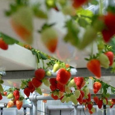 Coperta in acciaio Contenitore per agricoltura idroponica verticale Serra con tecnologia avanzata