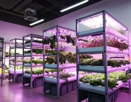 Coperta in acciaio Contenitore per agricoltura idroponica verticale Serra con tecnologia avanzata