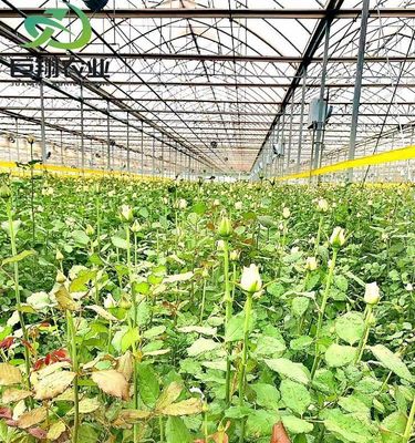 Personalizzazione della serra Juxiang Personalizzabile pellicola commerciale e vetro serra