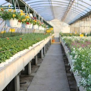 Sistema idroponico multi-span per la produzione di pellicole per serre per aziende agricole Peso lordo 2000.000kg