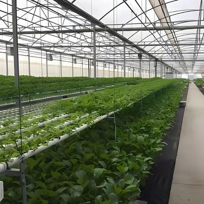Sistema idroponico multi-span per la produzione di pellicole per serre per aziende agricole Peso lordo 2000.000kg