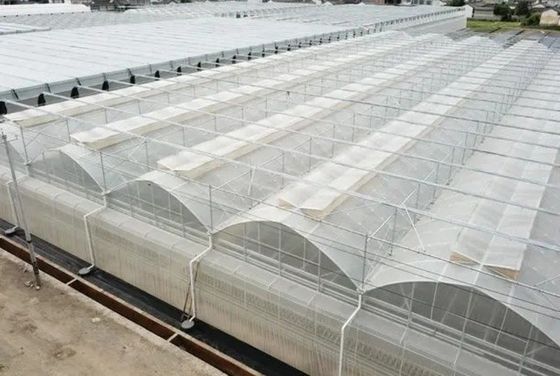 Origine Serra idroponica a doppio arco JX-FG-001 con e 1 metro quadrato Min.Order