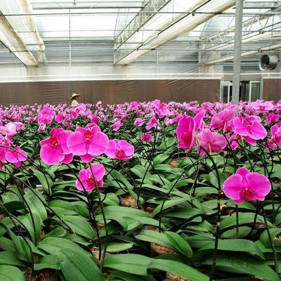 Serra a pellicola per aziende agricole idroponiche di Juxiang con struttura in acciaio e rimborsi di 30 giorni