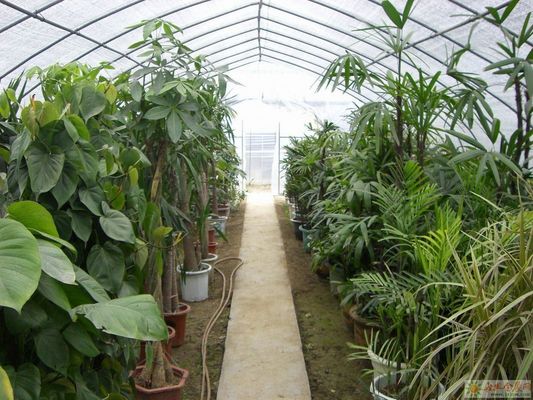 Serra a pellicola per aziende agricole idroponiche di Juxiang con struttura in acciaio e rimborsi di 30 giorni