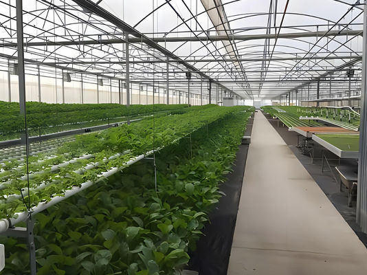 Serra a pellicola per aziende agricole idroponiche di Juxiang con struttura in acciaio e rimborsi di 30 giorni