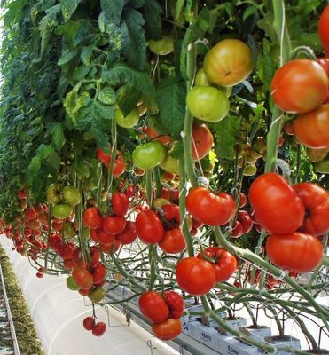 Serra a pellicola anti gocciolazione per i fiori Metodo di riscaldamento temporaneo incluso