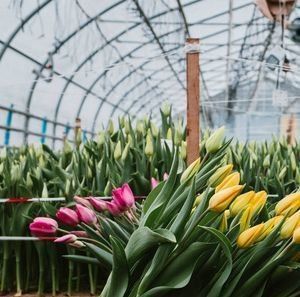Sistema idroponico personalizzabile per verdure e fiori su misura per le vostre esigenze