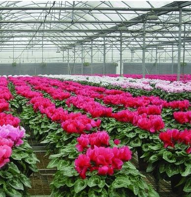Sistema idroponico personalizzabile per verdure e fiori su misura per le vostre esigenze