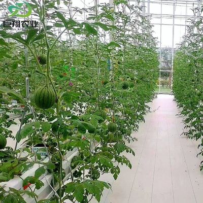 Juxiang foglio PC Board Greenhouse per sistemi di coltivazione idroponica fragole personalizzato