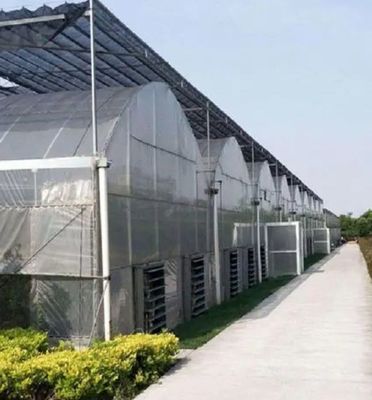 Serra di controllo dell'umidità multi-span di Juxiang per peperoncini