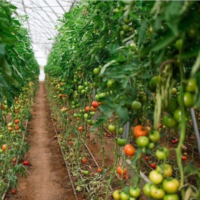 Serra di controllo dell'umidità multi-span di Juxiang per peperoncini