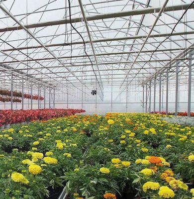 Sistema idroponico a panella singola per la produzione di ortaggi in serra