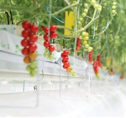 Sistema idroponico a panella singola per la produzione di ortaggi in serra