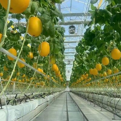 Serra di vetro a doppio strato e tetto di tipo Venlo per la coltivazione idroponica di ortaggi