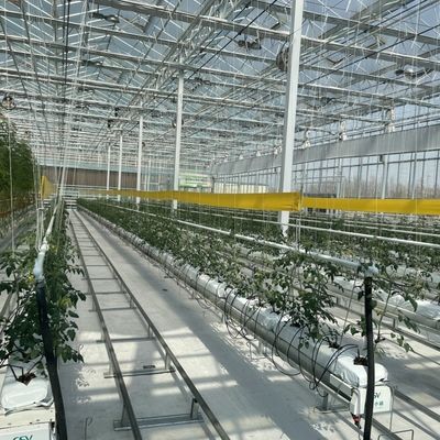 Serra di vetro a doppio strato e tetto di tipo Venlo per la coltivazione idroponica di ortaggi