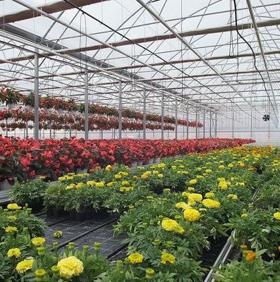 Sistema idroponico a panella singola per la produzione di ortaggi in serra