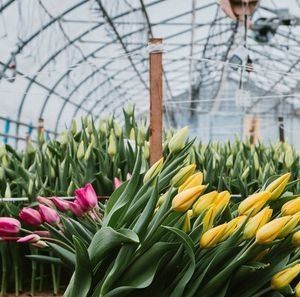 Sistema idroponico multi-span Juxiang Serra di umidità per fiori Restituzione