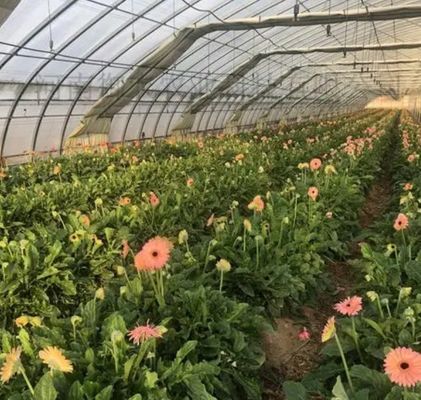 Sistema idroponico multi-span Juxiang Serra di umidità per fiori Restituzione