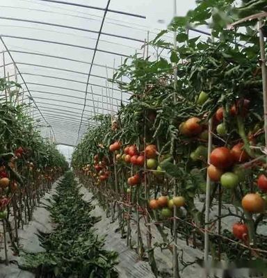 Sistema idroponico multi-span Juxiang Serra di umidità per fiori Restituzione