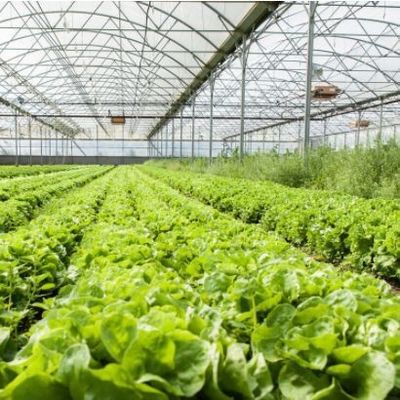 Sistema idroponico multi-span Juxiang Serra di umidità per fiori Restituzione